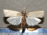 Calamotropha sp1